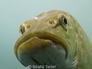 Pike on sunny day by Beate Seiler 